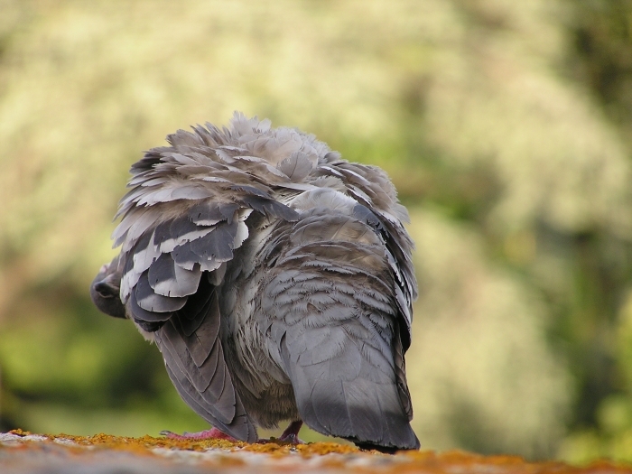 Piccione domestico in preening